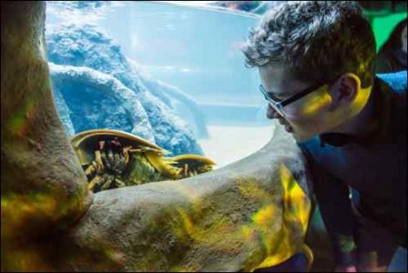 Horseshoe-Crab-Photo-Credit-Julia-Claxton-1024x684