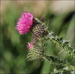 thistle flower cardi risotto recipe