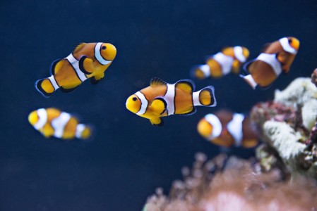 Clownfish (2)
