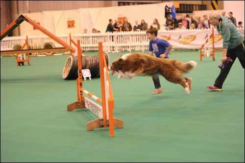 National Pet Show 2015 (13)