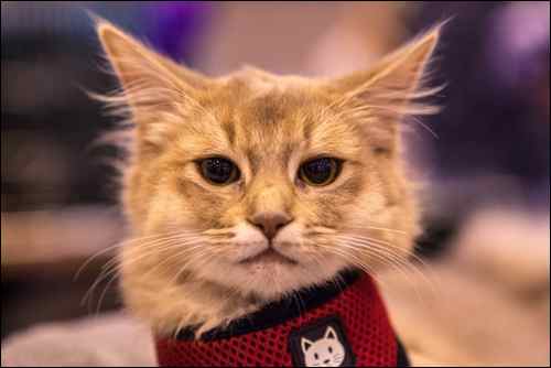 National Pet Show 2015 (2)