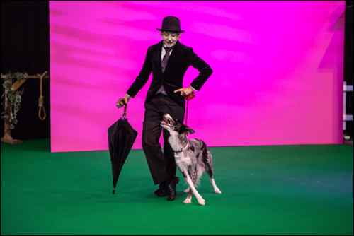 National Pet Show 2015 (7)