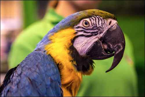 National Pet Show 2015 (9)