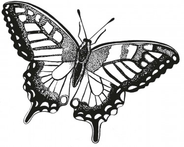 butterfly