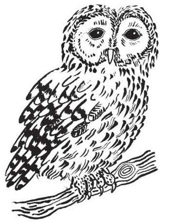 owl