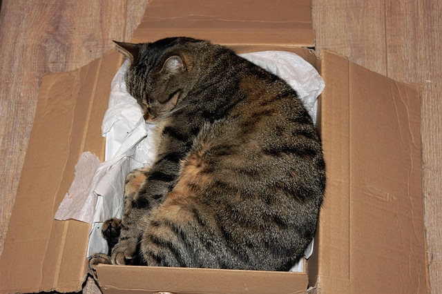 cat sleeping in cardboard box
