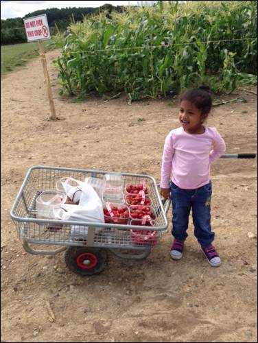 school entrance assessments fruit picking