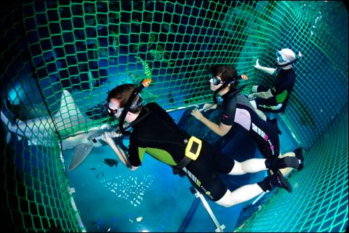 halloween-snorkel-with-the-sharks-at-the-sea-life-london-aquarium