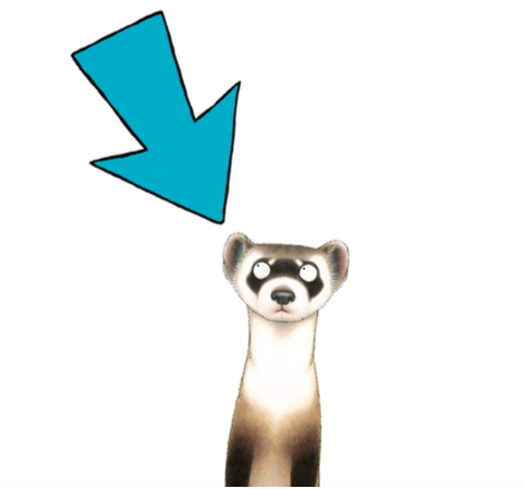 first-page-section-lsa