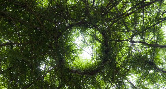 Spitafields city farms in london