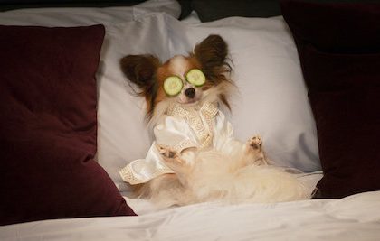 dog on the bed