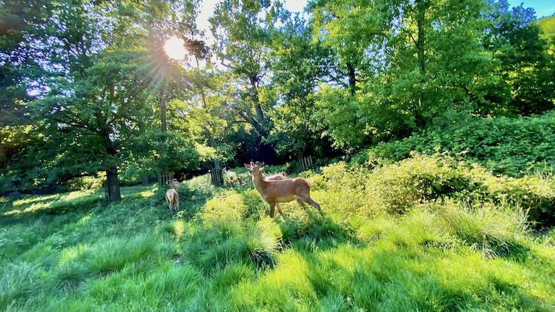 Richmond Park 