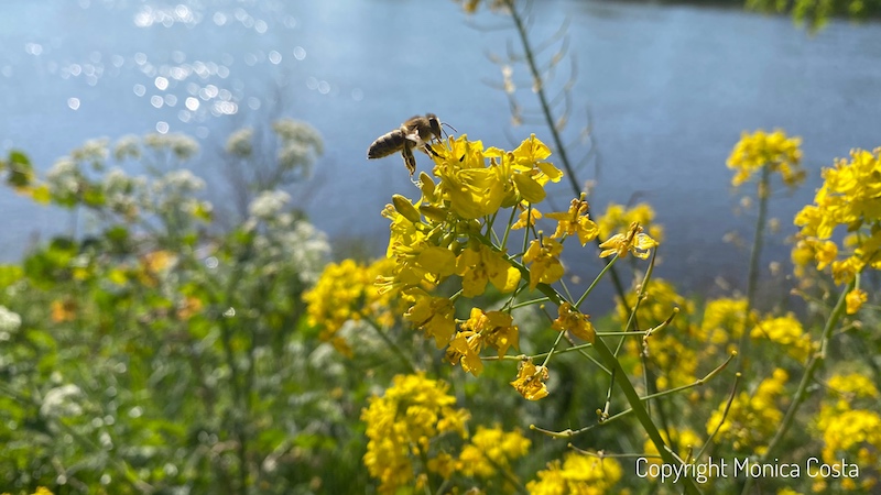 bee, barnes riverside, London, nature
