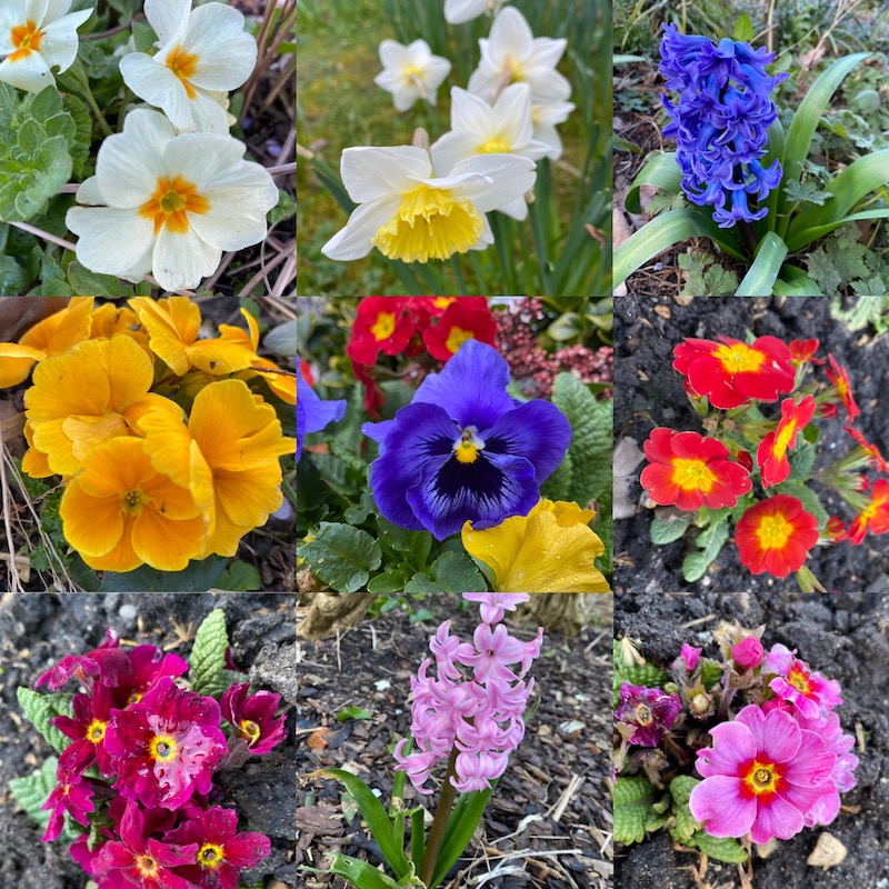 flowers Richmond photo by Monica Costa