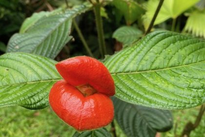 hot lips flower from Costa Rica