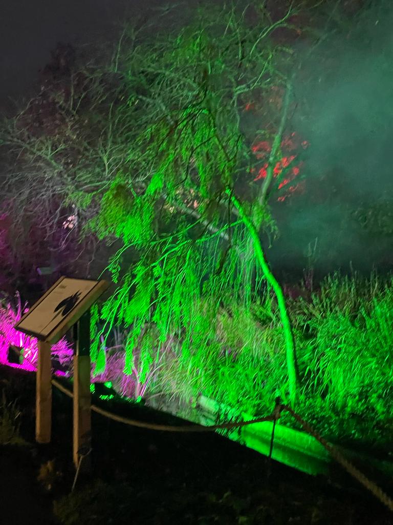 colourful fairy lights at the Christmas glow walk at RHS Garden Wisley 