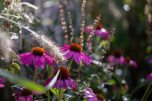 Loveday - Dementia Friendly Plants Echinacea - Loveday