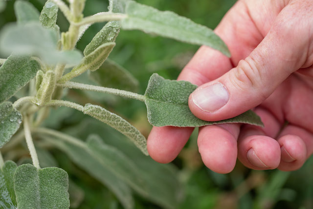 Dementia Friendly Plants Lambs Ear - Loveday