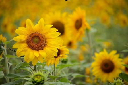 sunflowers in a field