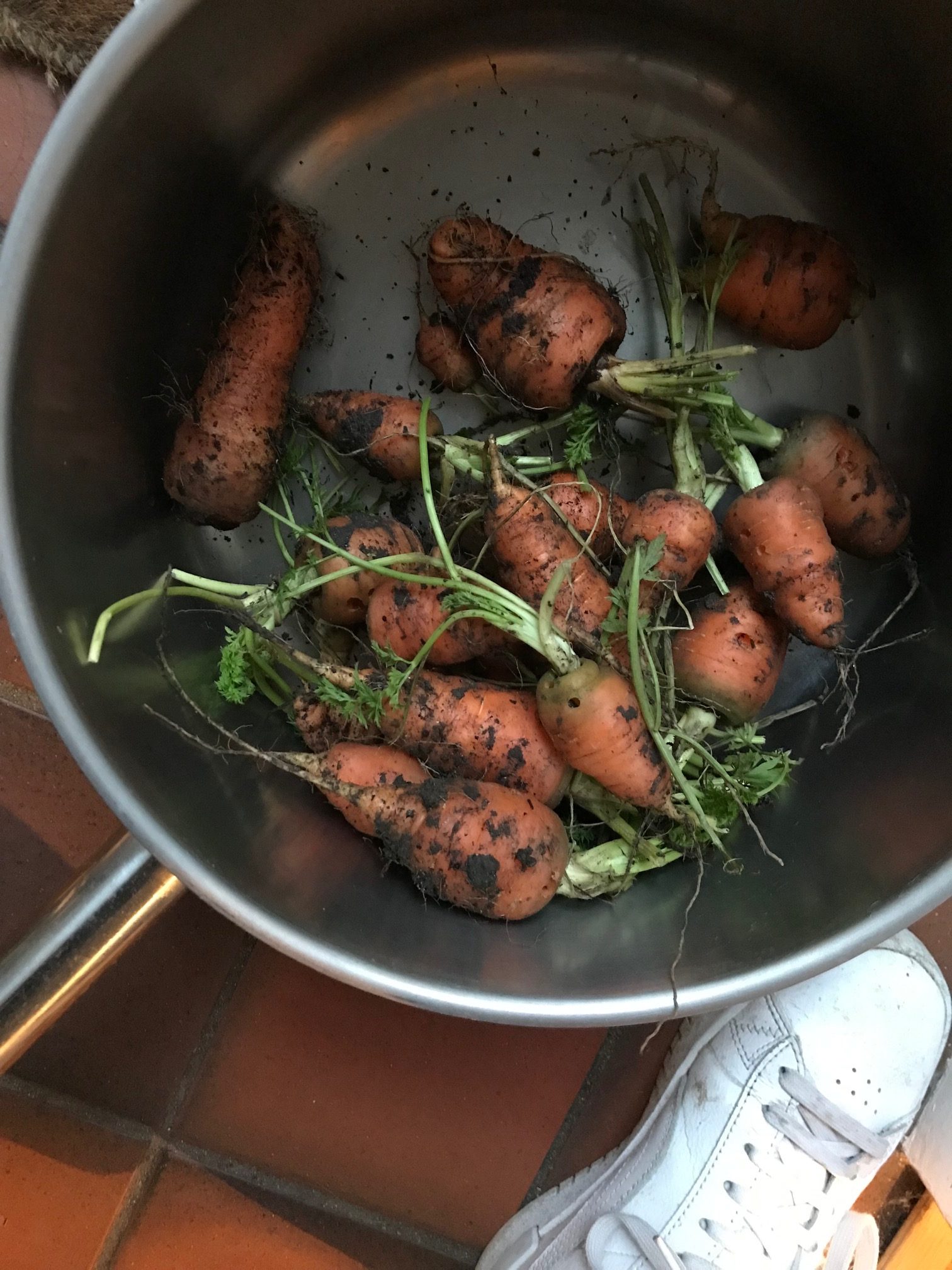 carrots in the pan 