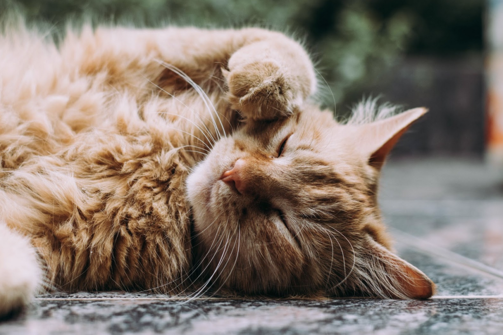 the right cat for the family - ginger cat