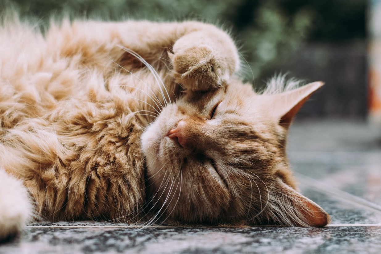 the right cat for the family - ginger cat 
