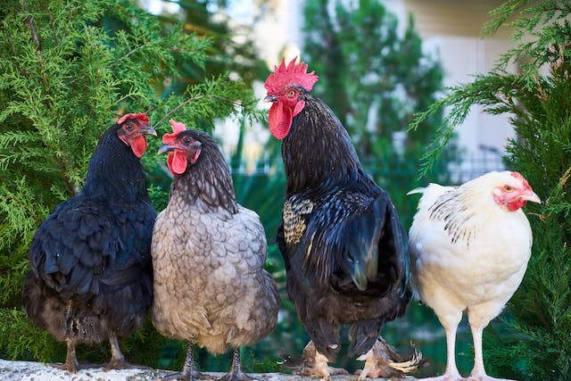 Keeping Hens & Roosters in Your Garden - A Hobbyist's Guide 