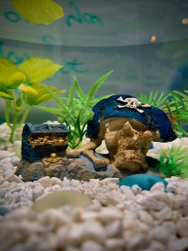 Dive into fun: The benefits of getting an aquarium for kids