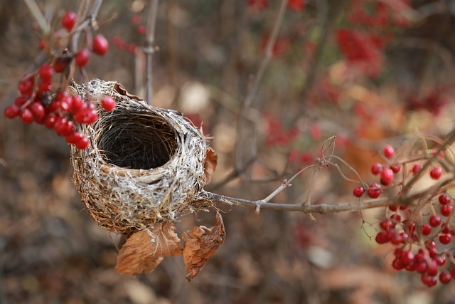 empty nest syndrome the-birds-nest-