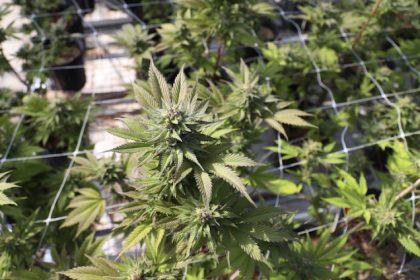 THC flower