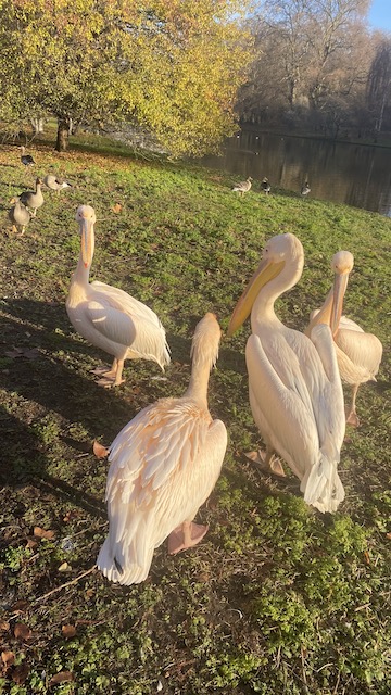Pink Pelicans are the VIP residents of St James Park