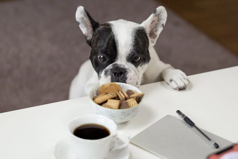 6 Practical reasons to properly manage your dogs' nutrition