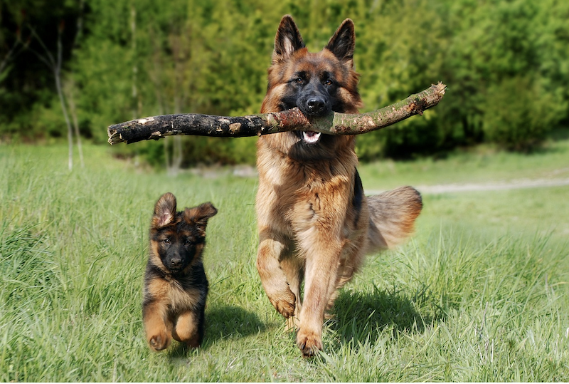 6 Practical reasons to properly manage your dogs' nutrition