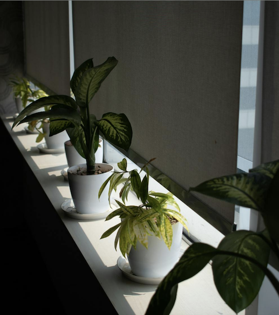 cassette roller blinds