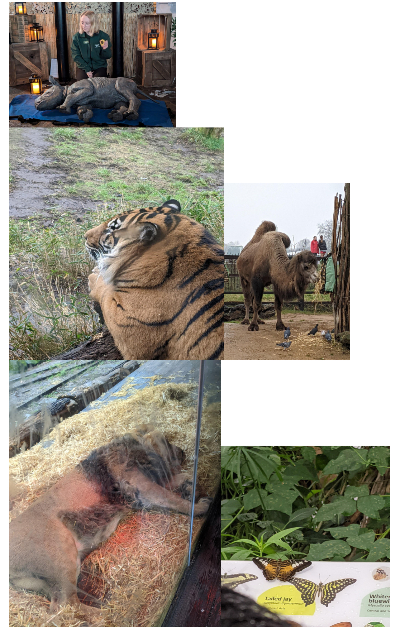 On Saturday 8th of February London Mums Magazine sent a young reporter for a day at London Zoo and to experience an interactive journey of being a budding vet.On Saturday 8th of February London Mums Magazine sent a young reporter for a day at London Zoo and to experience an interactive journey of being a budding vet.