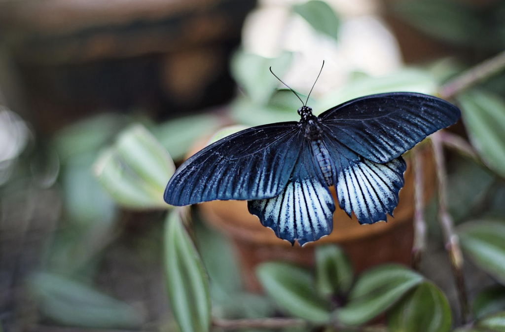 blue butterfly