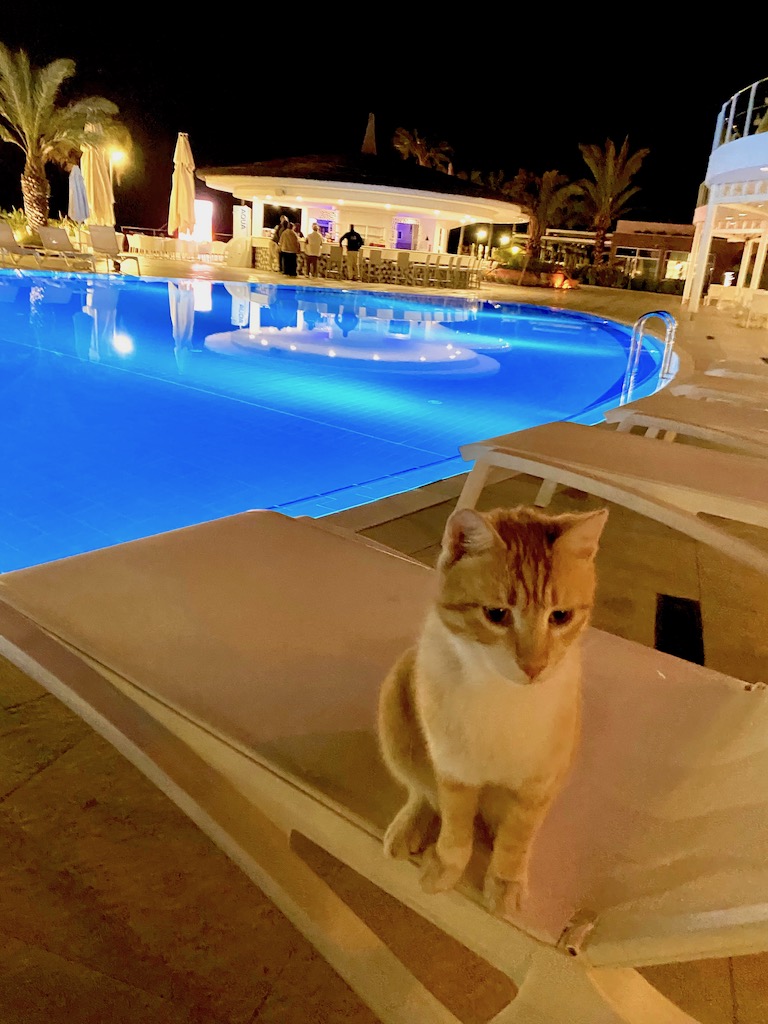 ANTALYA cat at playa kemer