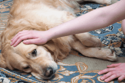 dog golden retriever