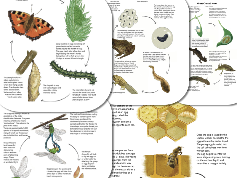 The Boy Who Turned into a Butterfly… And Back to a Boy Again Just in Time for Dinner!