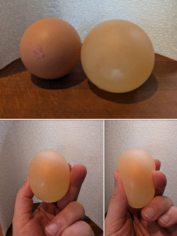 Rubber egg experiment 