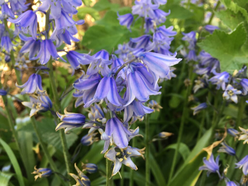 wild bluebells