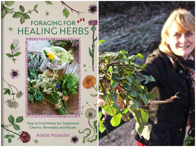 book foraging for healing herbs adele nozedar collage