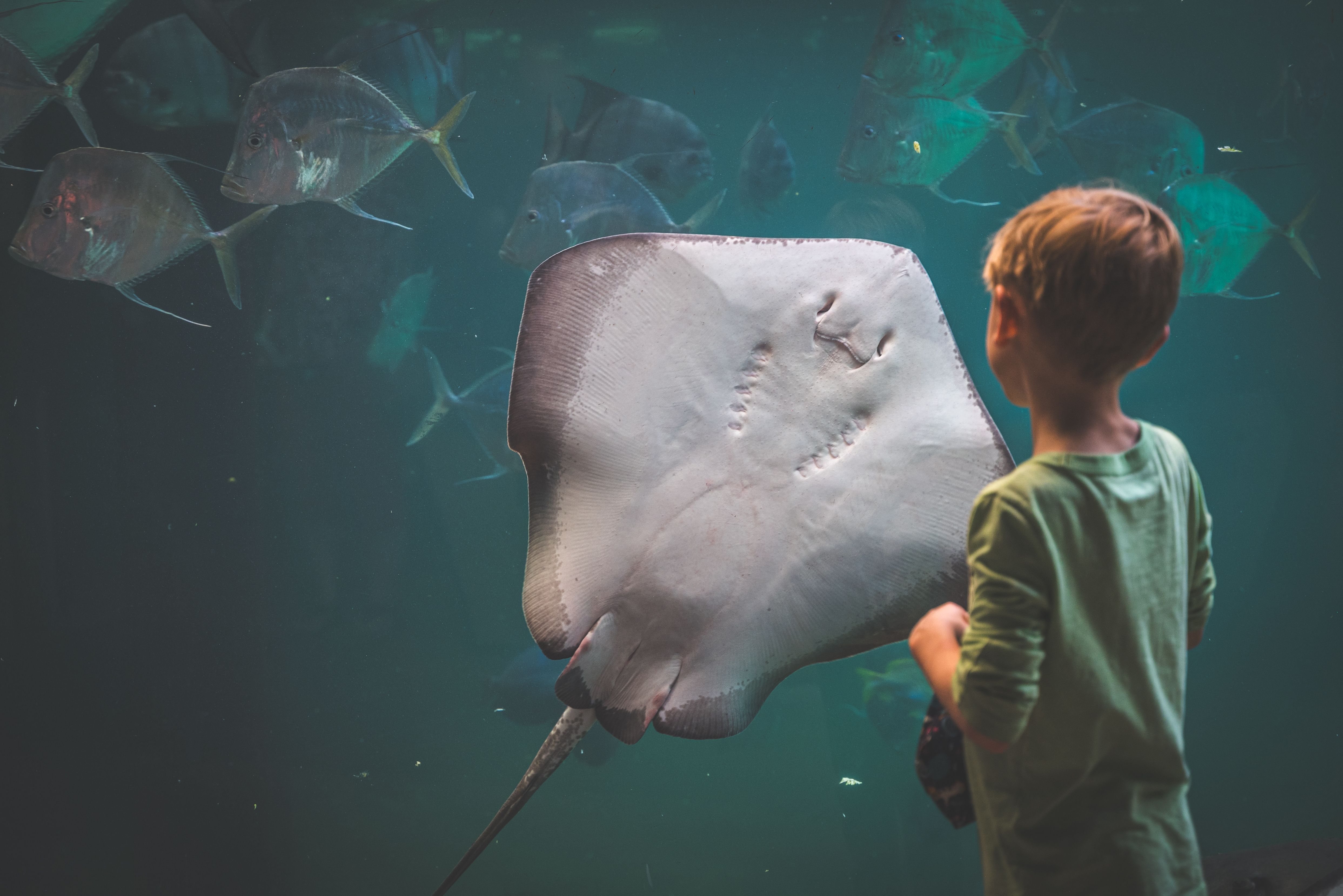 Palma Aquarium with kids: A family day out that beats the beach meltdown