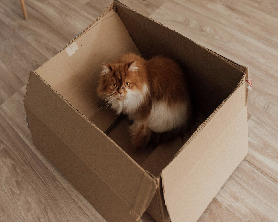 Cat in a cardboard box