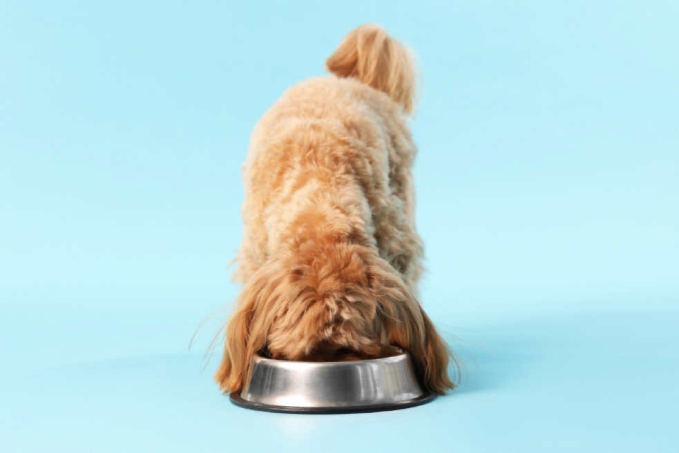 cute dog eating from a bowl